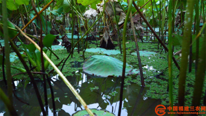 科技服務三農 | 典型案例 科技扶貧“巧”用勁,農業科技服務顯神通
